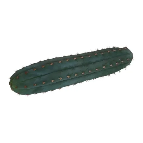 San Pedro - Pachanoi (25-29 cm)