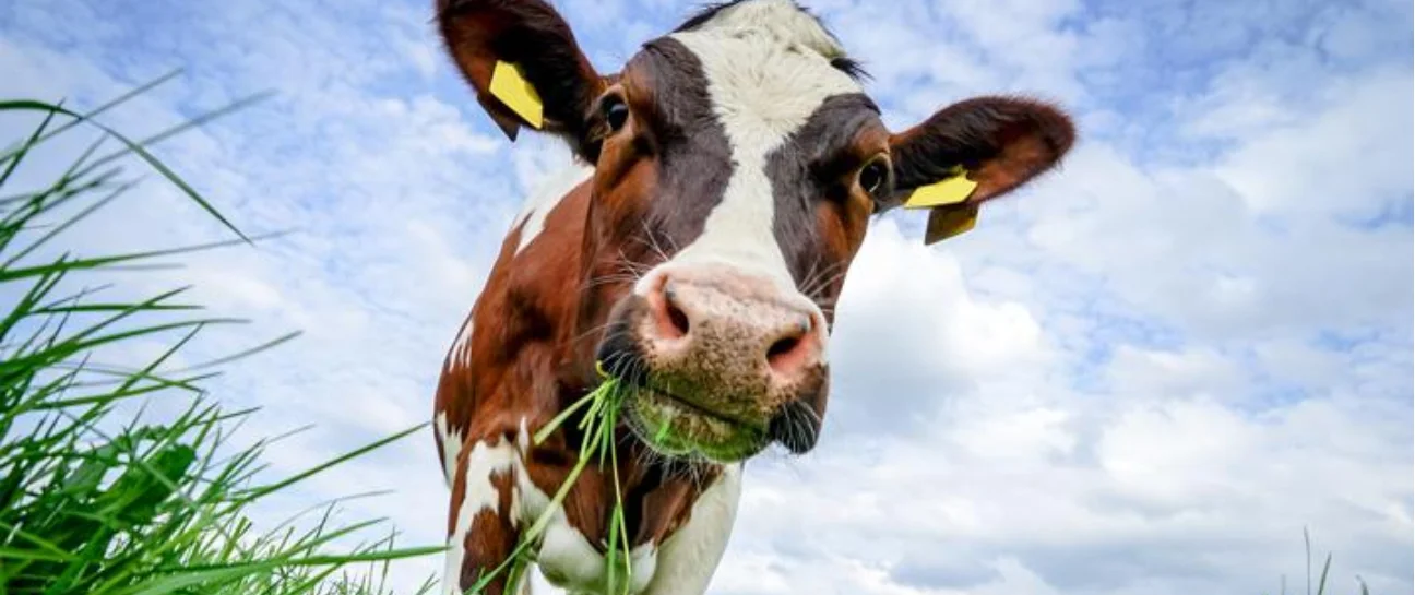 Organic Grass Fed Beef