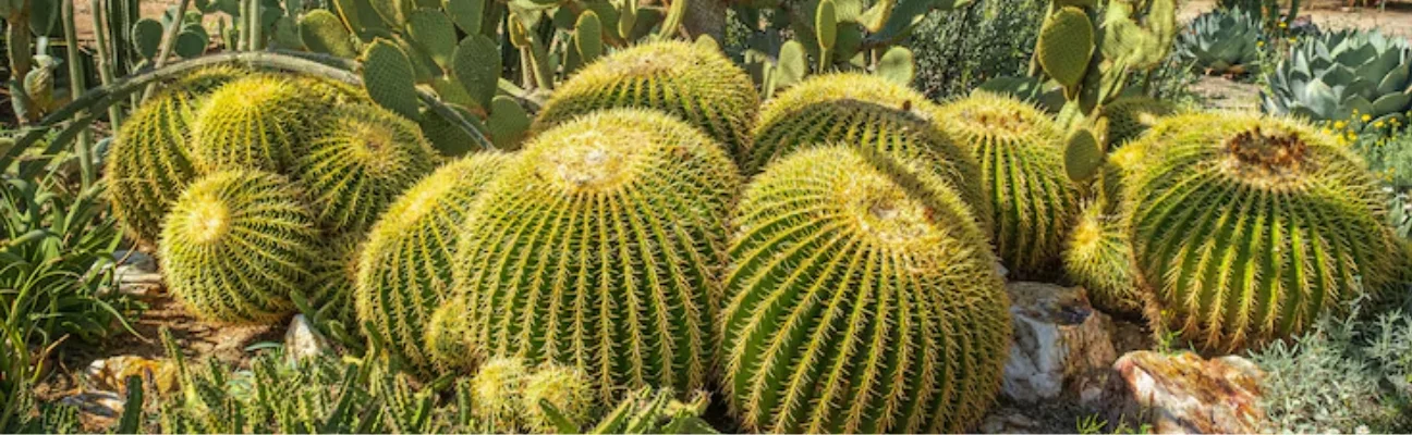 san pedro cacti